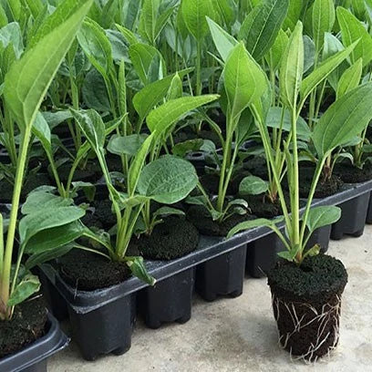 Rectangular Seedling Tray - Ideal for Germination and Plant Growth