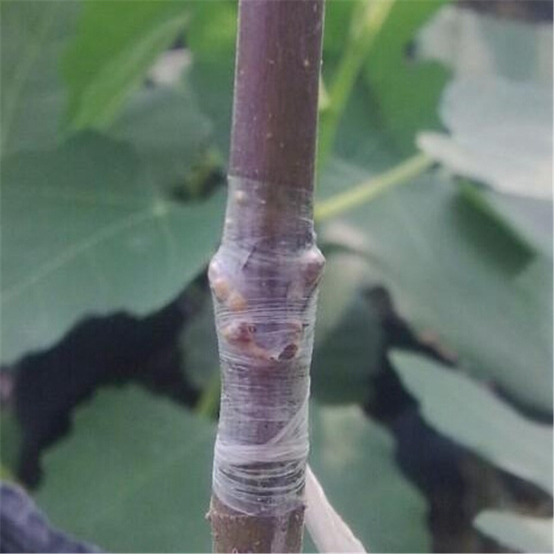 Self-Adhesive Grafting Tape for Plants – Durable Tape for Pruning and Plant Grafting
