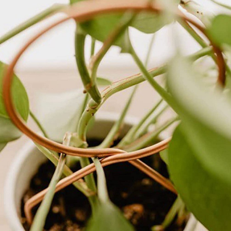 Durable Metal Plant Support - Versatile Shapes for Climbing and Vining Plants