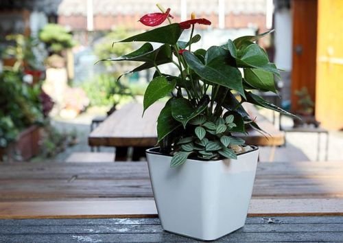 Self-Watering Flower Pot with Built-In Irrigation System – Indoor and Outdoor Planter for Easy Plant Care
