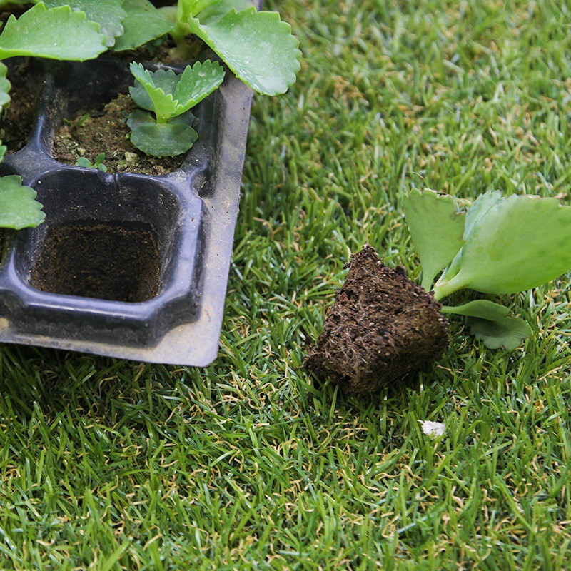 Rectangular Seedling Tray - Ideal for Germination and Plant Growth