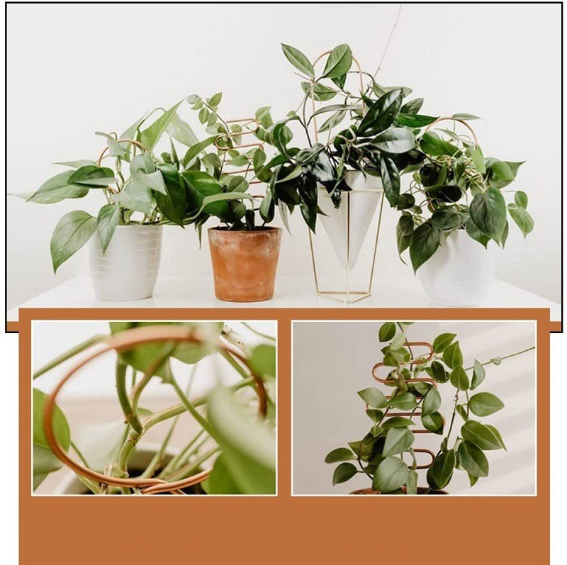Durable Metal Plant Support - Versatile Shapes for Climbing and Vining Plants