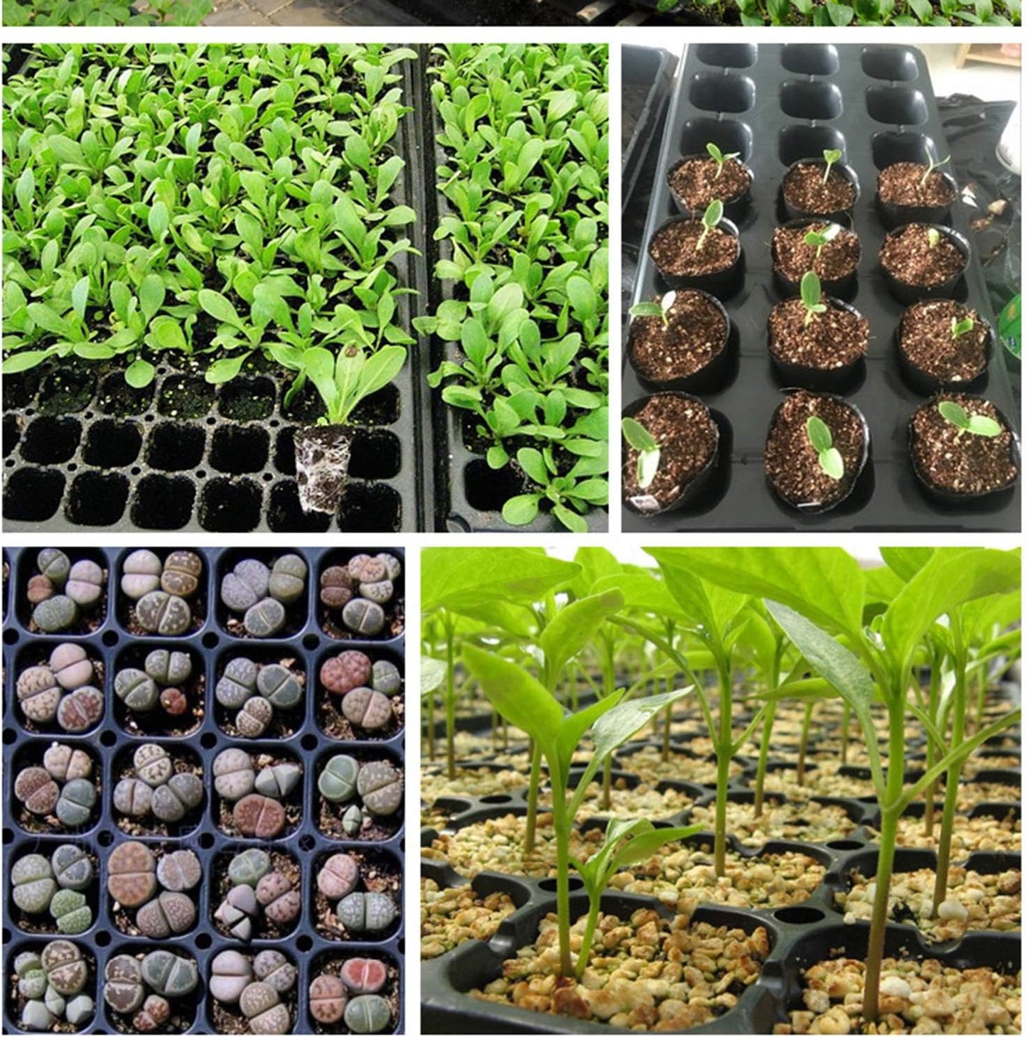 Rectangular Seedling Tray - Ideal for Germination and Plant Growth