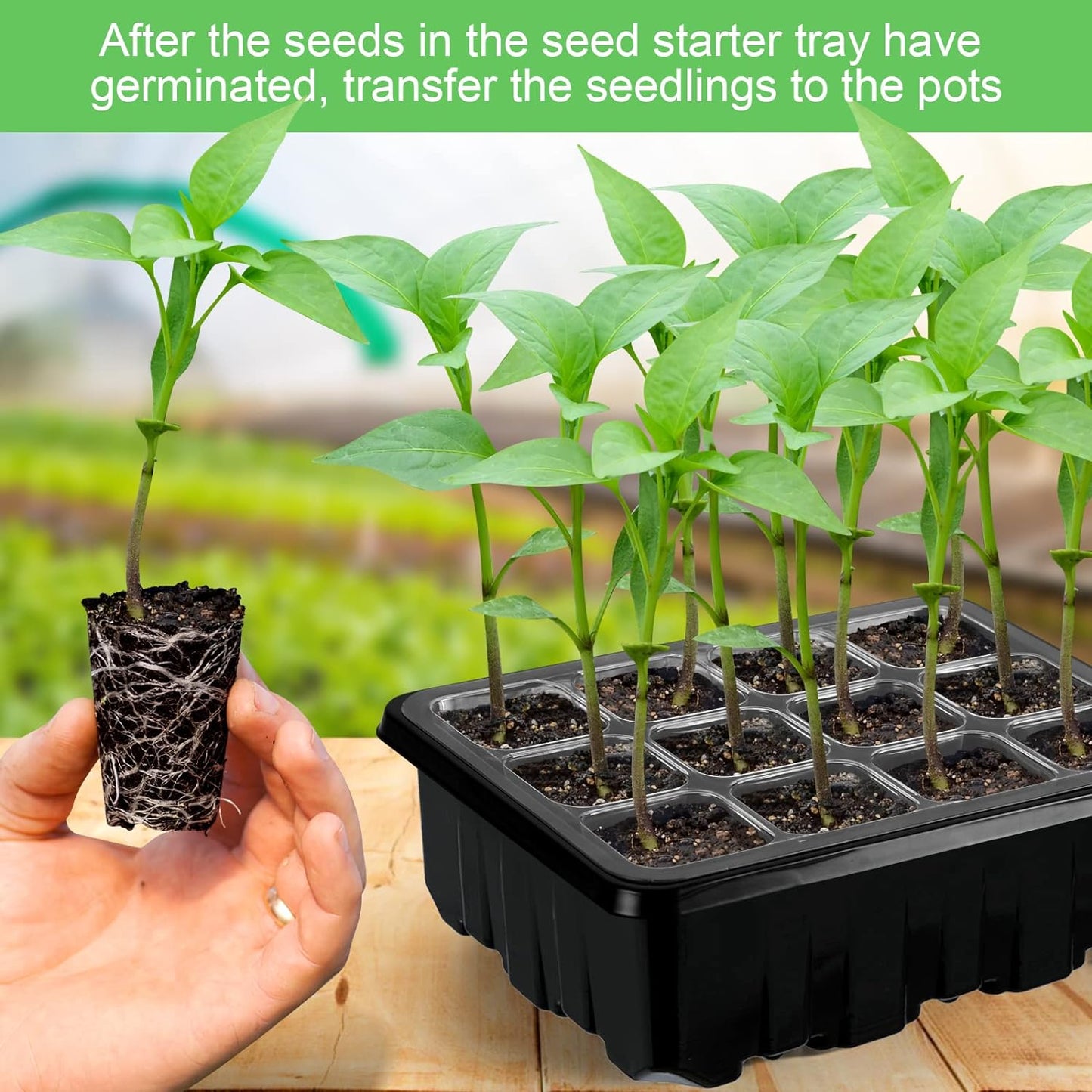 Plant Cultivation Kit with Grow Light - Complete Set for Thriving Indoor Plants