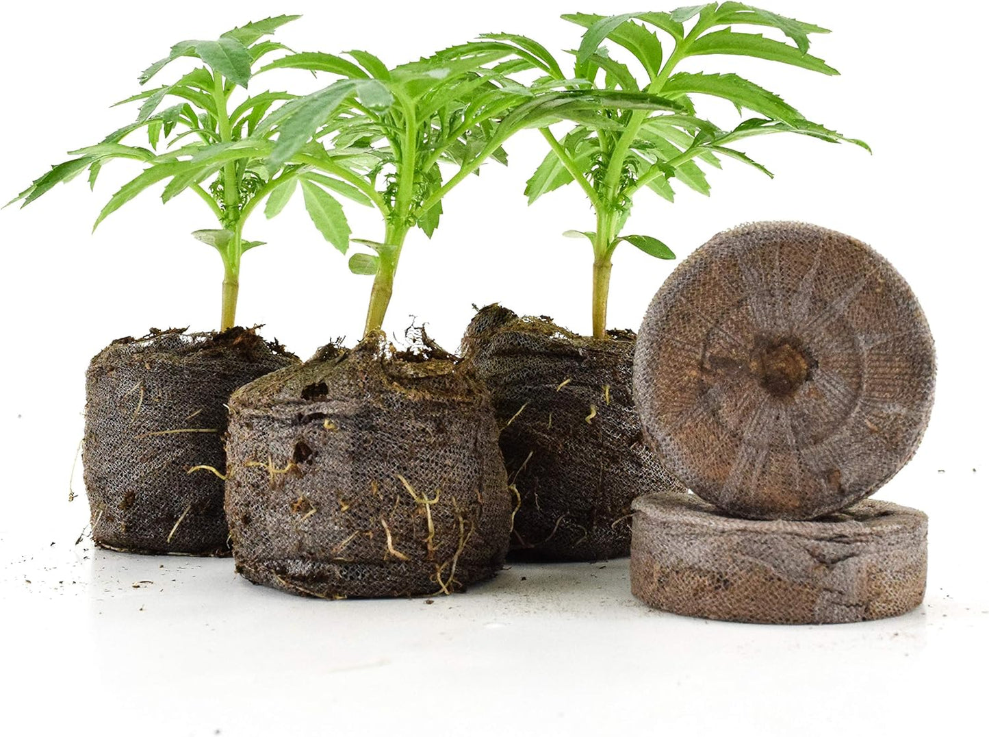 Coconut Coir Peat Pellets – Seed Starting Pods for Easy Plant Germination