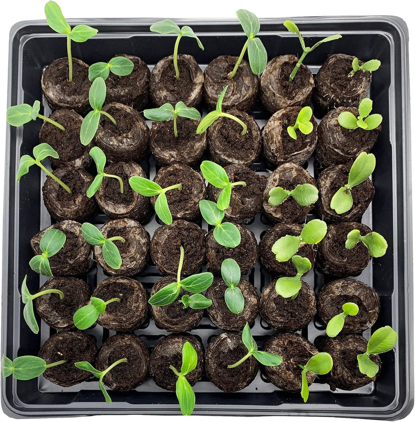 Coconut Coir Peat Pellets – Seed Starting Pods for Easy Plant Germination