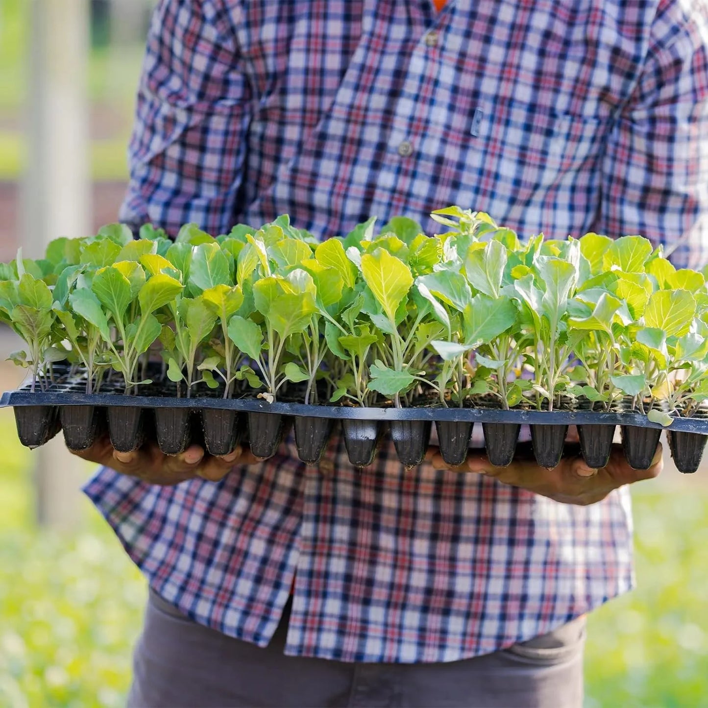 Rectangular Seedling Tray - Ideal for Germination and Plant Growth
