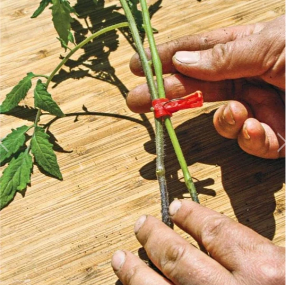 Plastic Grafting Clips for Plants - Perfect for Garden Vegetables and Plant Care