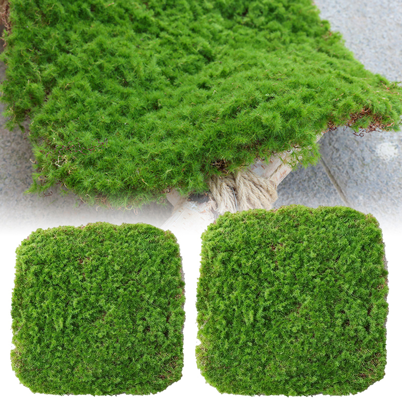 Moss Decoration Piece - Natural Moss Flake for Landscaping and Decorative Accents