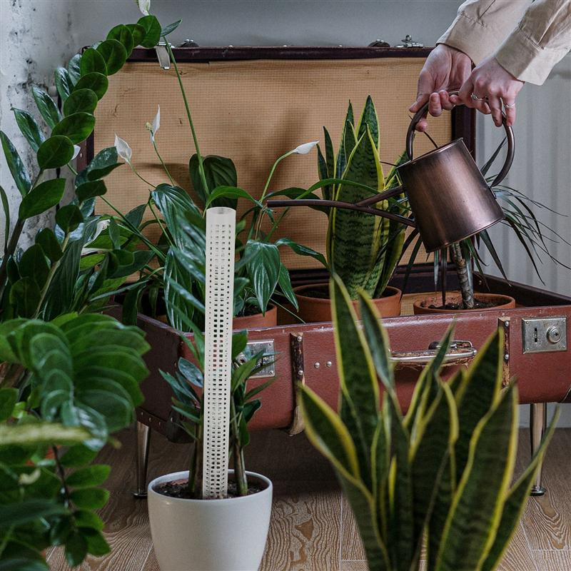 Climbing Plant Support Pillars - Vertical Garden Stakes for Green Plants and Vines