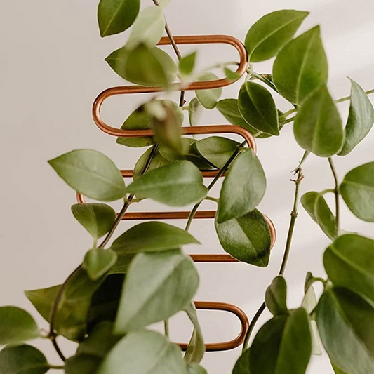 Durable Metal Plant Support - Versatile Shapes for Climbing and Vining Plants