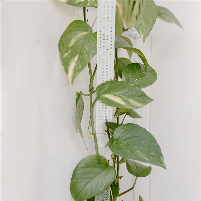 Climbing Plant Support Pillars - Vertical Garden Stakes for Green Plants and Vines