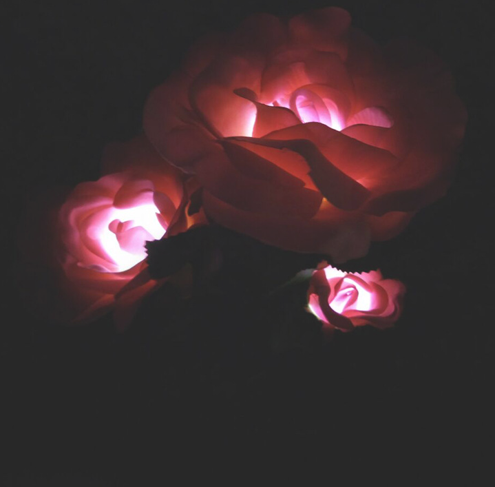Solar-Powered Garden Rose Lights – Decorative Outdoor Lighting with Solar Panel