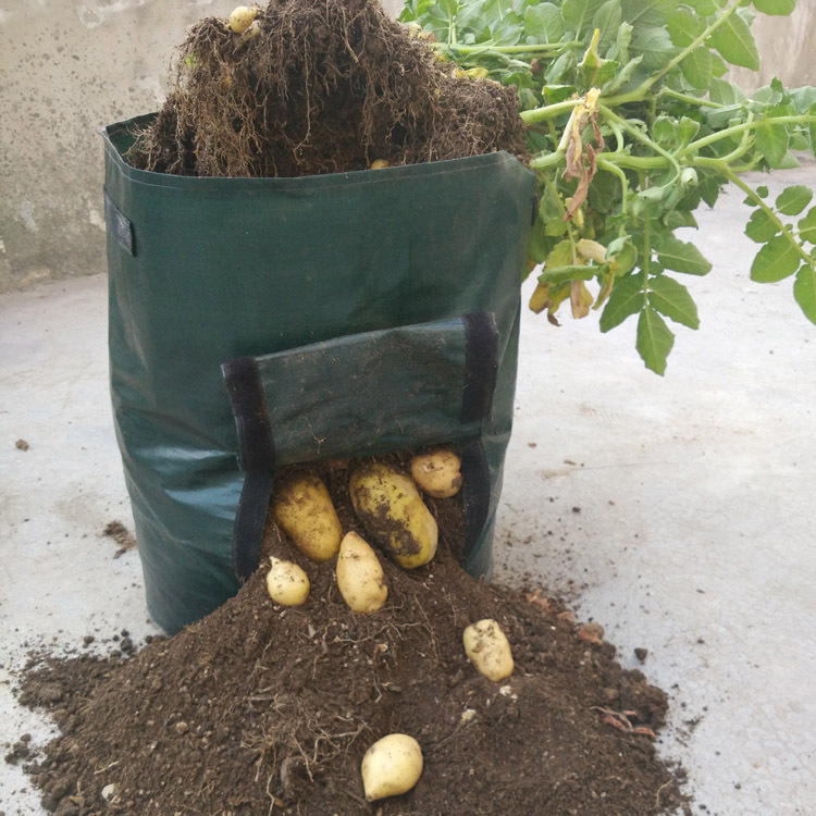 Potato Planting Grow Bag – Reusable With Window For Easy Harvesting