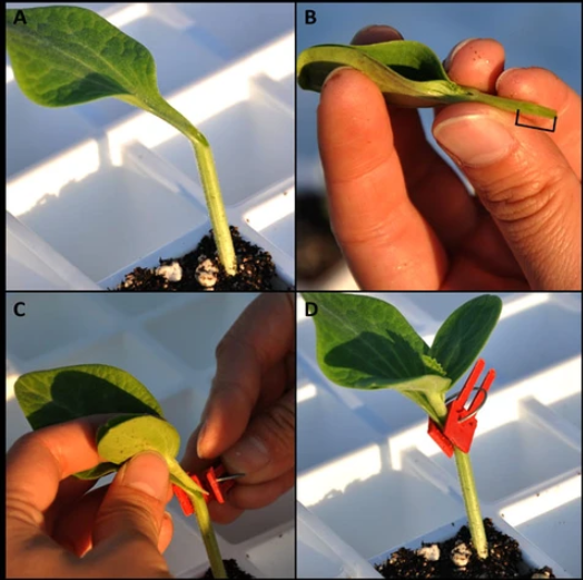 Plastic Grafting Clips for Plants - Perfect for Garden Vegetables and Plant Care