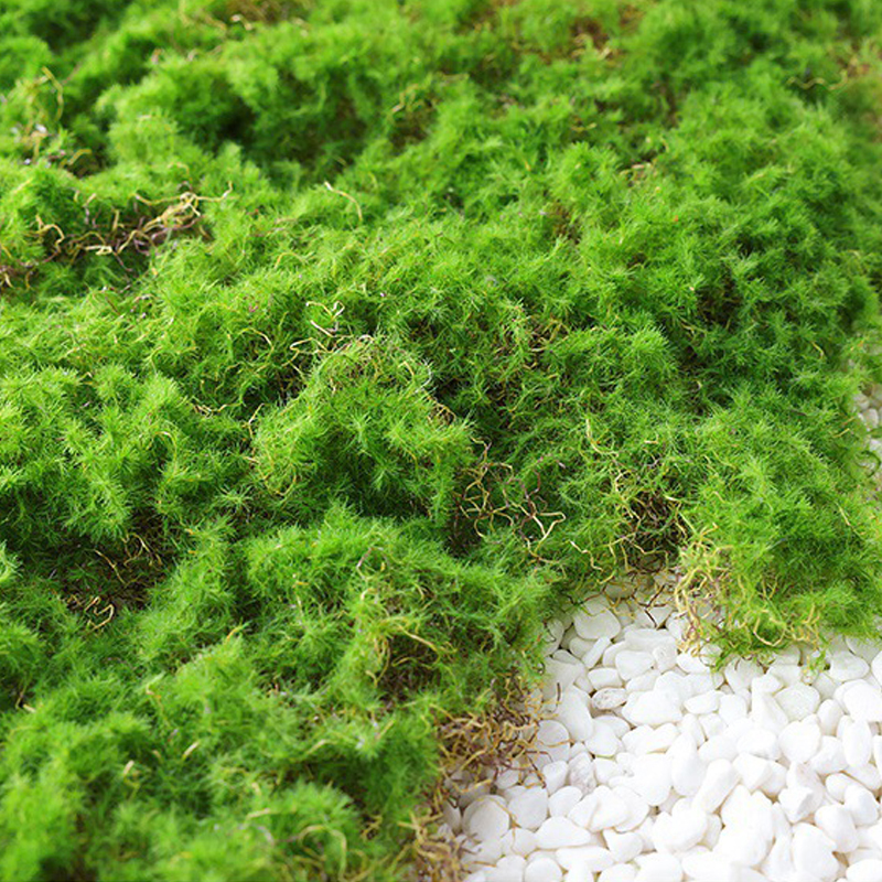 Moss Decoration Piece - Natural Moss Flake for Landscaping and Decorative Accents
