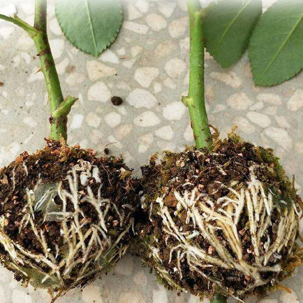 Root Protection Caps for Plants – Safety Covers for Transplanting and Healthy Growth