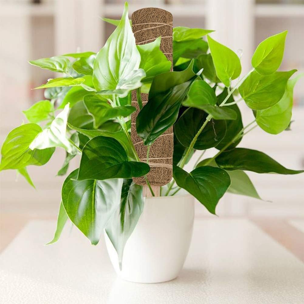 Natural Coconut Climbing Stick – Support for Houseplants and Garden Vines