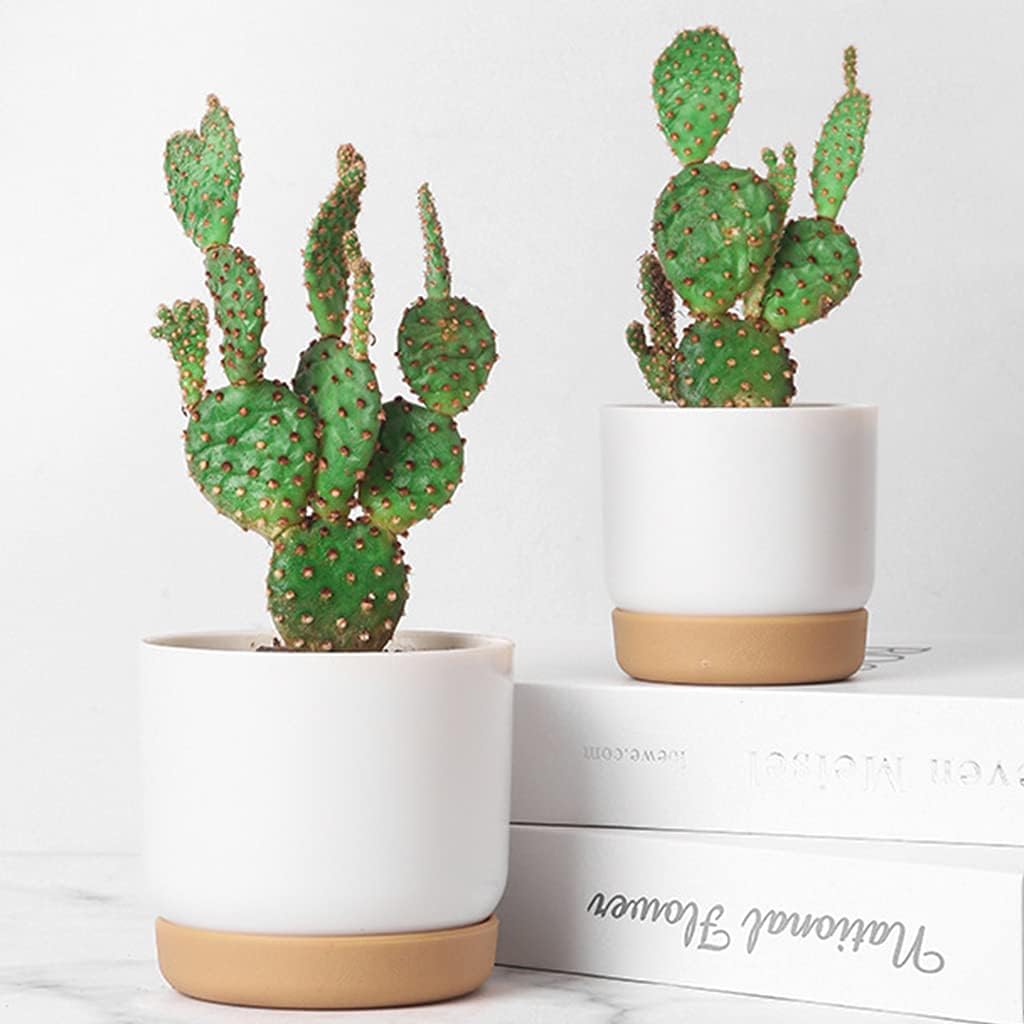 Self-Watering Planter for Orchids and Plants - Plastic Flower Pot for Easy Care