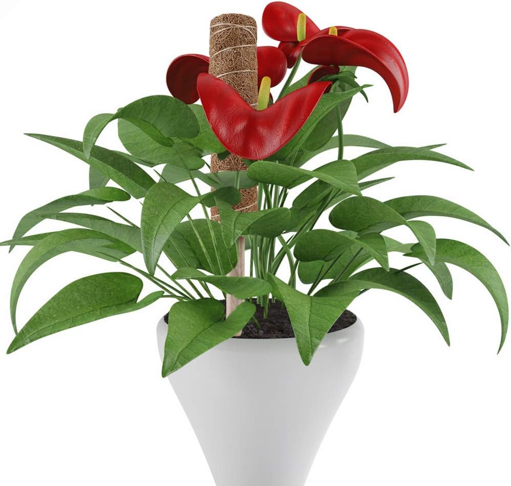 Natural Coconut Climbing Stick – Support for Houseplants and Garden Vines