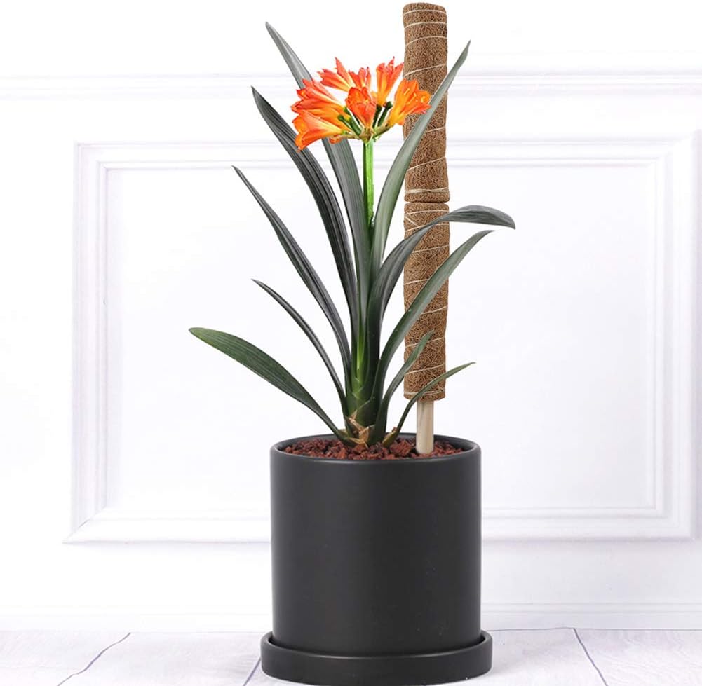 Natural Coconut Climbing Stick – Support for Houseplants and Garden Vines