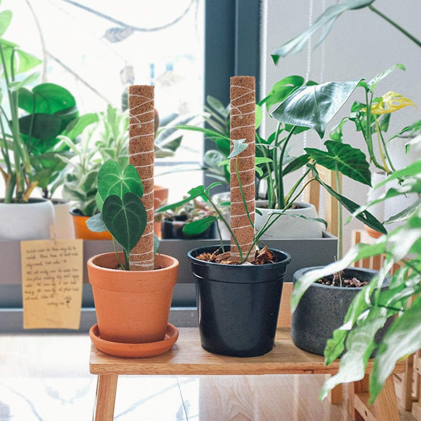 Natural Coconut Climbing Stick – Support for Houseplants and Garden Vines