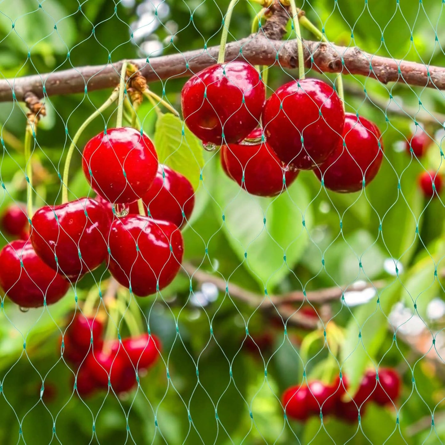 Garden Plant Protection Netting – Green Mesh to Shield Against Pests and Animals