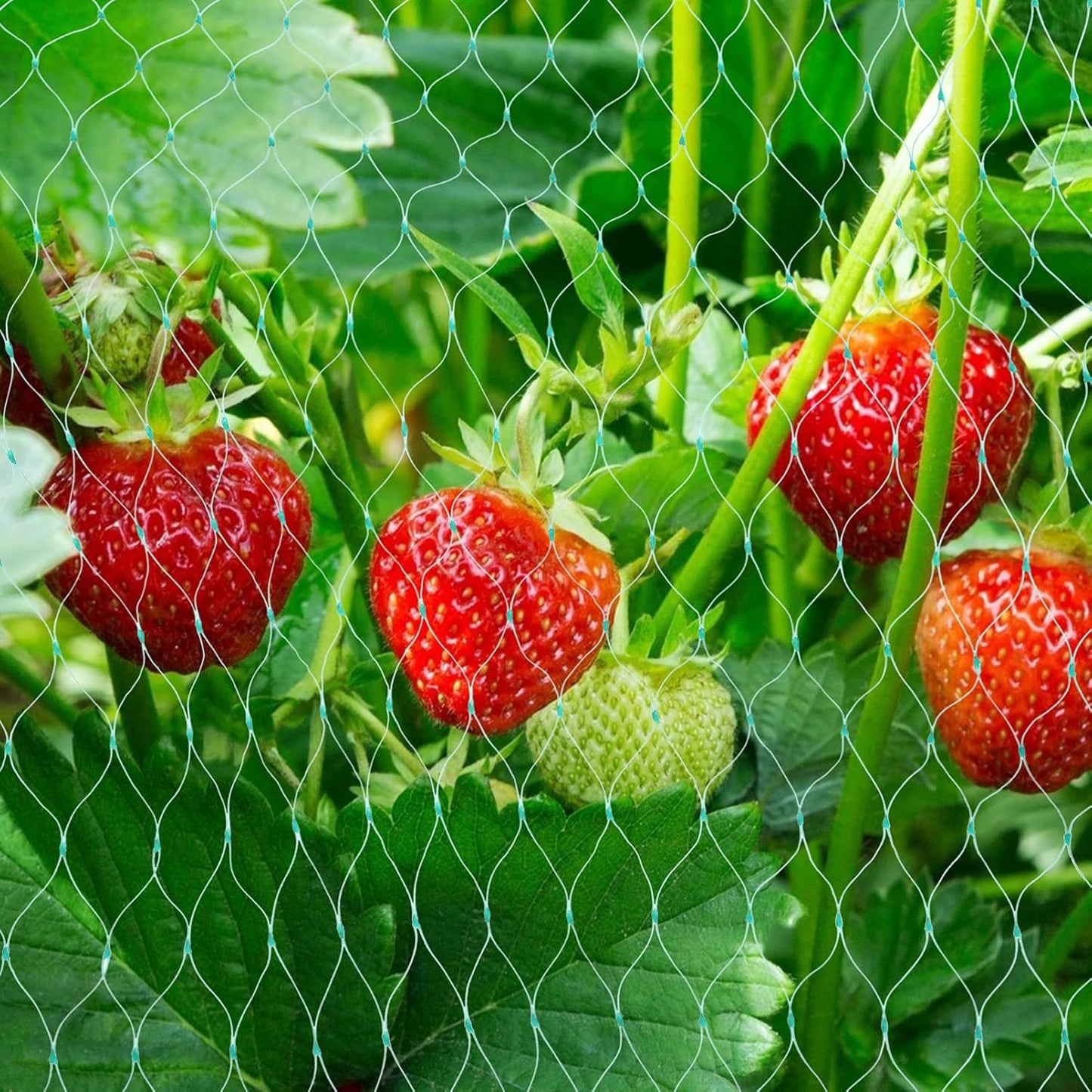 Garden Plant Protection Netting – Green Mesh to Shield Against Pests and Animals