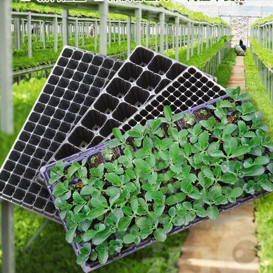 Rectangular Seedling Tray - Ideal for Germination and Plant Growth