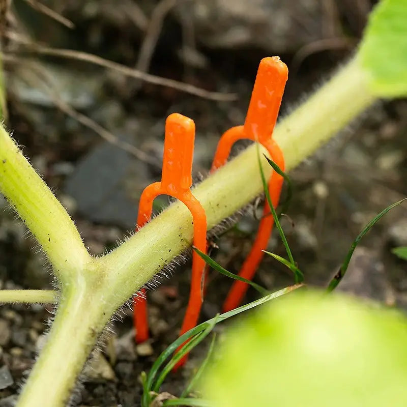 Plastic Plant Support Clips for Enhanced Stability in Gardens