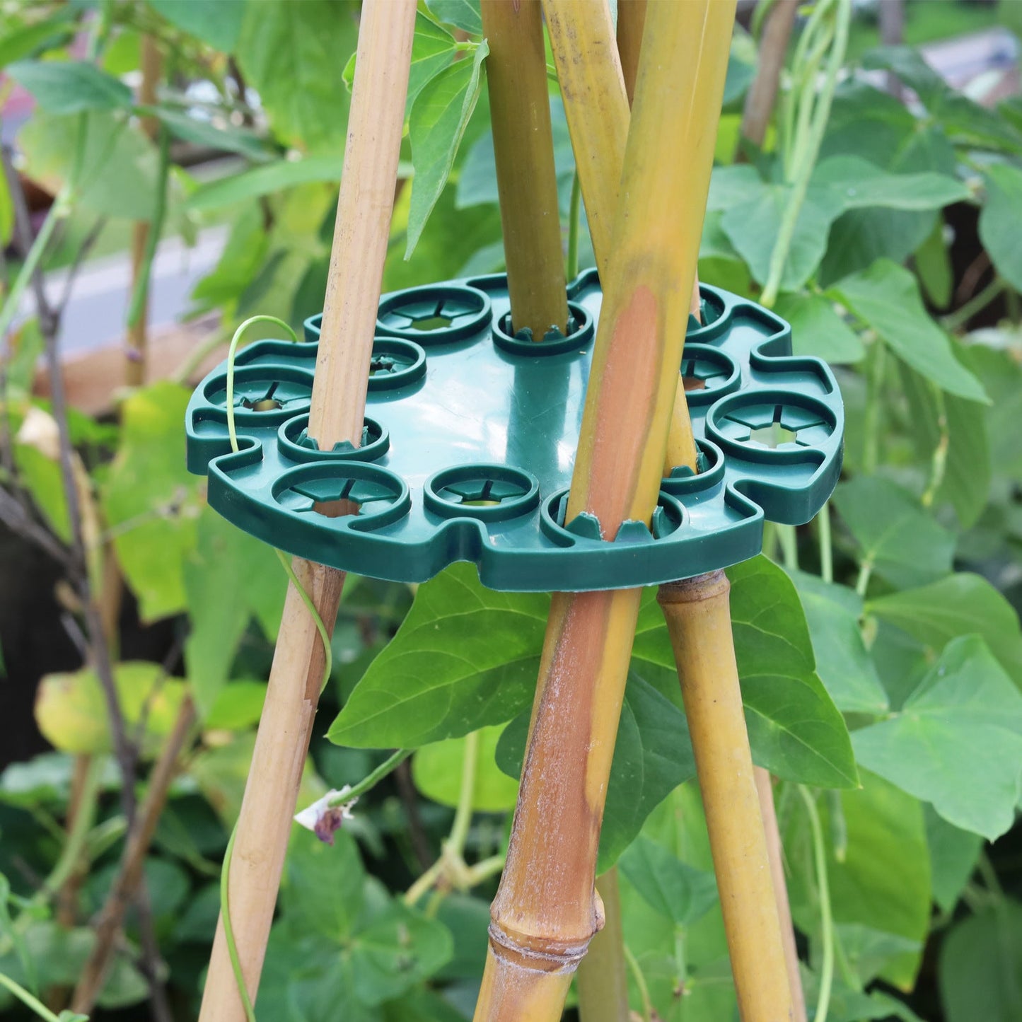 Bamboo Plant Support Ring - Sturdy Climbing Support for Tomatoes and Vining Plants