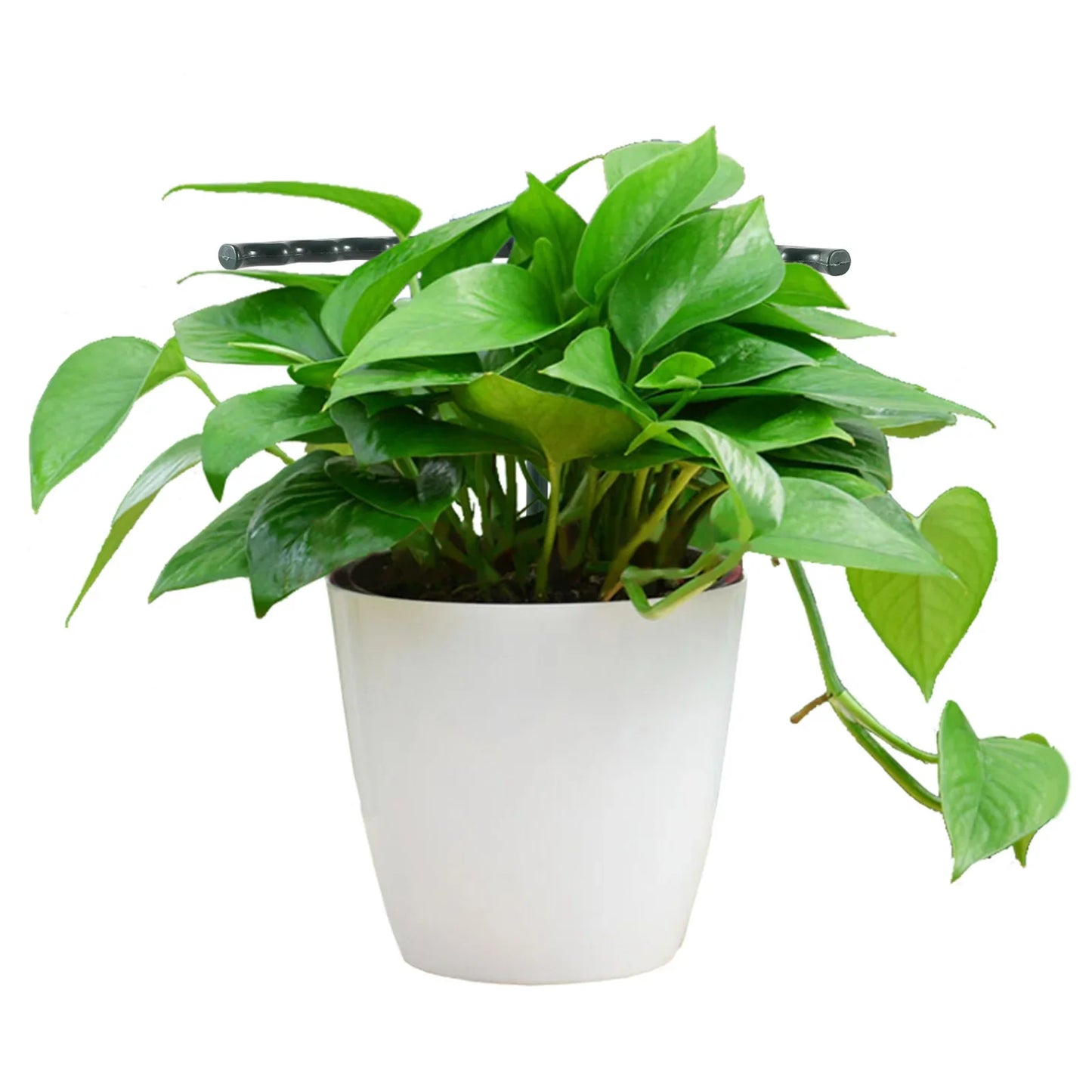 Plant Climbing Support Cage - Sturdy Structure for Enhanced Growth and Stability