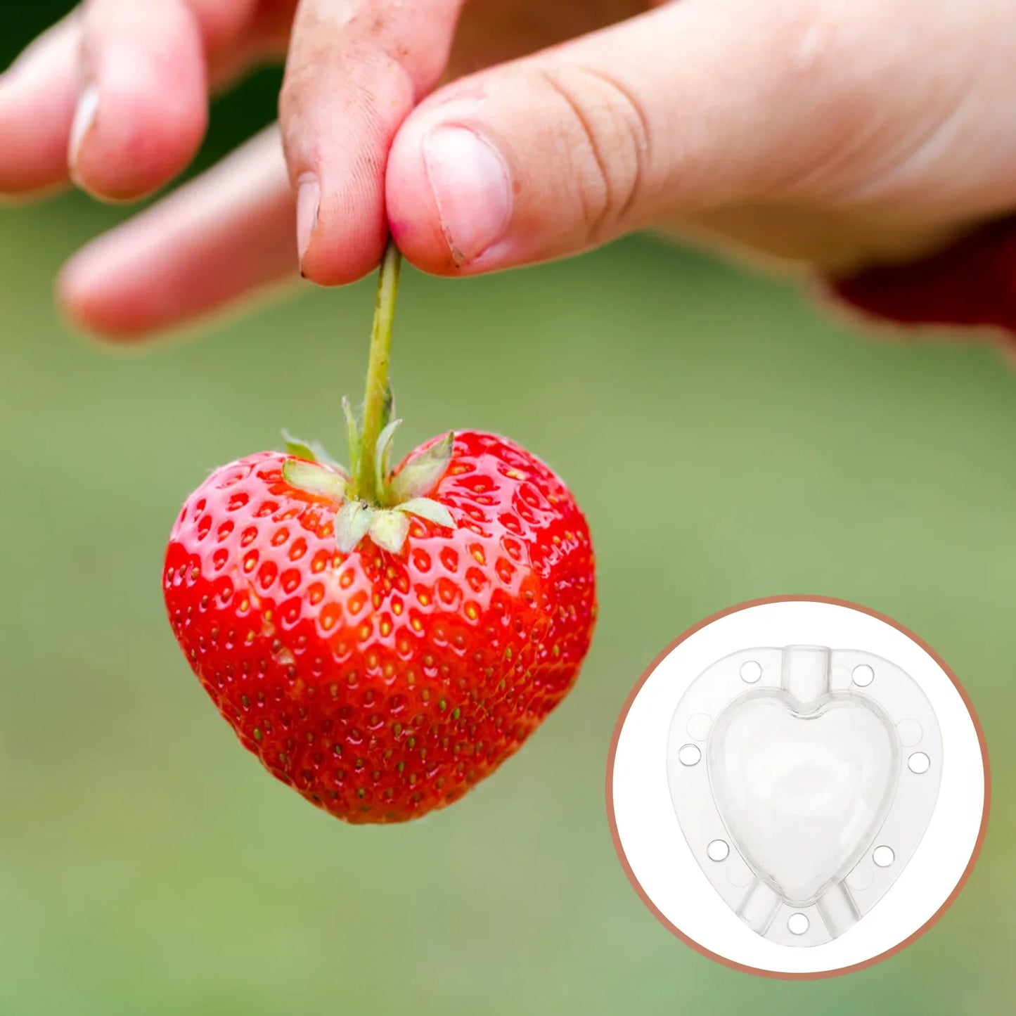 Creative Heart-Shaped Mold – Vegetable and Fruit Shaping Bowl for Unique Presentations