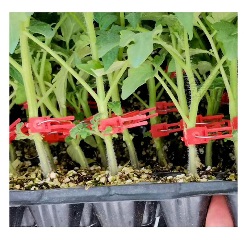 Plastic Grafting Clips for Plants - Perfect for Garden Vegetables and Plant Care