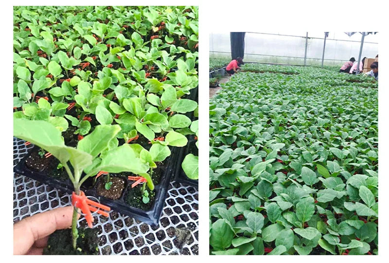 Plastic Grafting Clips for Plants - Perfect for Garden Vegetables and Plant Care